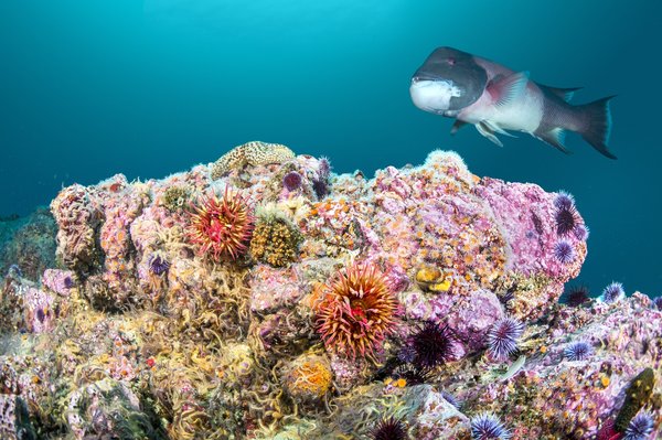 Quels sont les effets du changement climatique sur la biodiversité marine ?