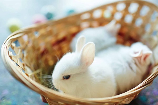 Quelles sont les différentes races d'un lapin nain?